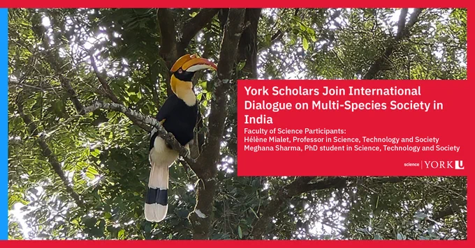 Promotional banner featuring a Great Hornbill perched in a tree, with text about York Scholars participating in an international dialogue in India, mentioning Faculty of Science Participants Hélène Maliet and Meghana Sharma.