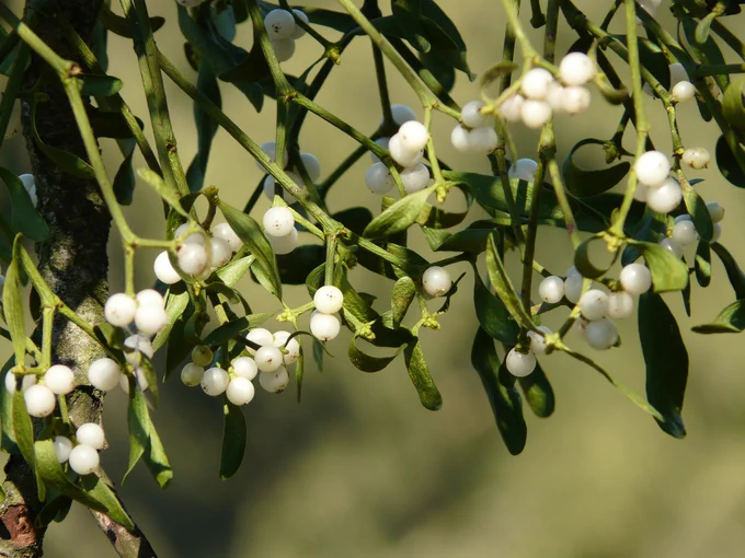 Mistletoe with white berries