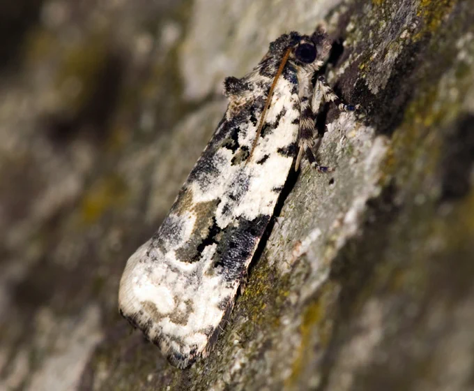 Close-up of a tiny moth with grey and white marbled wings, resting on a lichen-covered rock