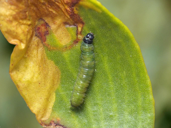 A bright green caterpillar next to a yellow blister mine on a mistletoe leaf