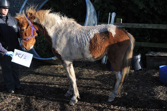 A brown and white skinny pony at the time of his rescue.