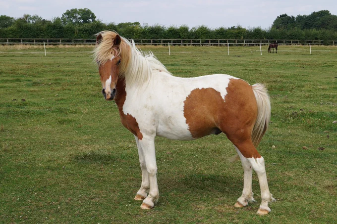 A brown and white pony in his field at Redwings Horse Sanctuary.