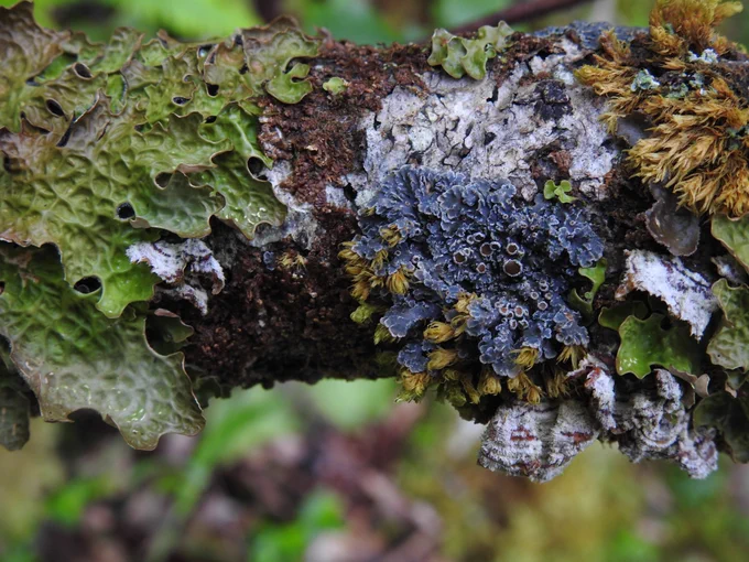 Lots of colourful lichens tangled together on a branch. 