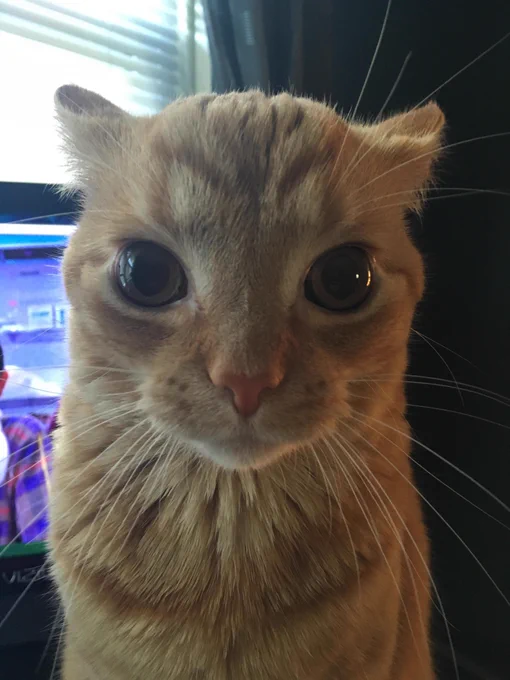 Scottish Fold orange cat from Massachusetts, named Trevor, doing airplane ears while staring directly into the camera with an eerily neutral facial expression.