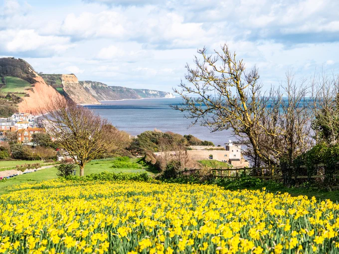 A vibrant field of yellow flowers overlooks a coastal town with red cliffs and blue sea under a partly cloudy sky, conveying a serene, springtime atmosphere.