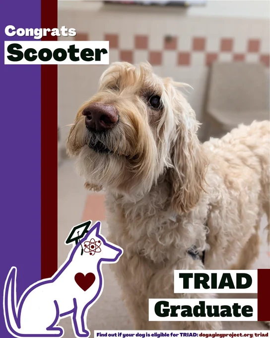 A fluffy tan dog with a long snout looks up in a brightly lit room with a checkered tile wall with text that reads Congratulations Scooter! TRIAD Graduate, Find out if your dog is eligible for TRIAD: dogagingproject.org/triad.