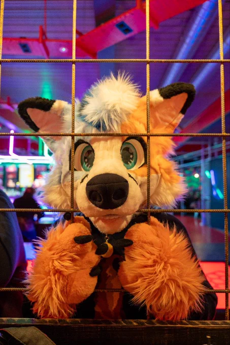 Orange and blue fox behind bars with colourful lighting behind him
