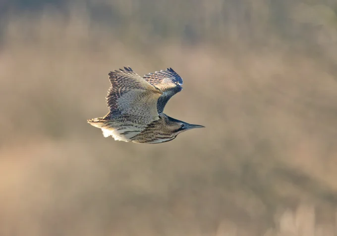 Bittern flying at RSPB Minsmere with legs tucked in