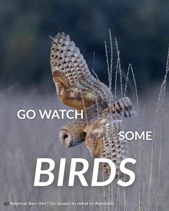 A barn owl in flight with wings spread, showing intricate barred patterns on its feathers against a blurred natural background. White text overlaid reads "GO WATCH SOME BIRDS" in large letters. Photo credit shows "American Barn Owl (Tyto furcata) by radrat on iNaturalist."