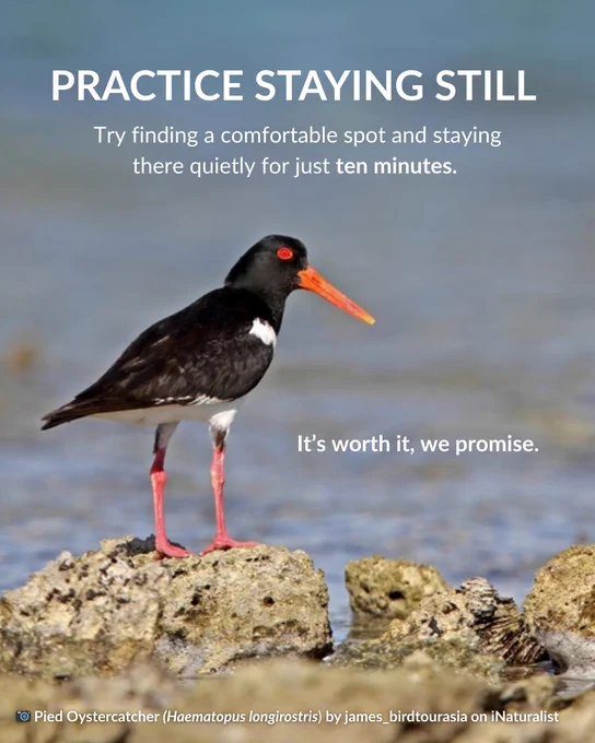 A Pied Oystercatcher with distinctive black and white plumage, bright orange-red bill, and pink legs stands on rocky coastal terrain with water visible in the background. White text reads "PRACTICE STAYING STILL" as the headline, with instructions to find a comfortable spot and stay quietly for ten minutes. Text in the lower right reads "It's worth it, we promise." Photo credit: "Pied Oystercatcher (Haematopus longirostris) by james_birdtourasia on iNaturalist."