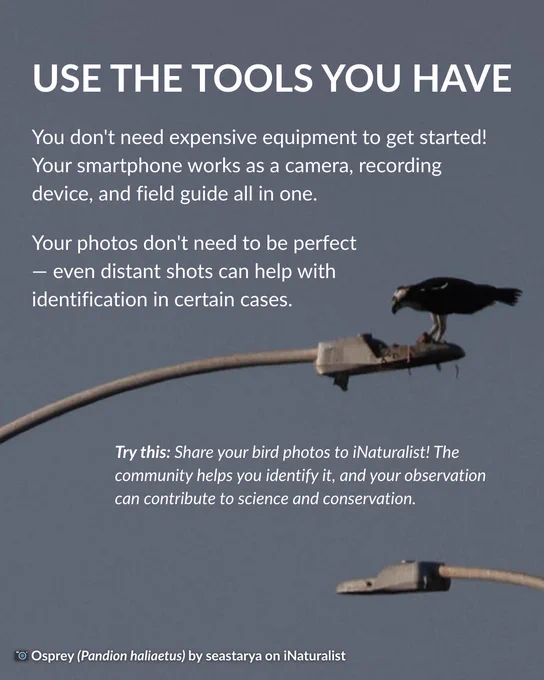 An Osprey perched on a metal lamppost against a gray sky, appearing as a dark silhouette. White text reads "USE THE TOOLS YOU HAVE" as the headline, explaining that smartphones work as cameras, recording devices, and field guides. Additional text notes that photos don't need to be perfect. An italicized call-to-action reads "Try this: Share your bird photos to iNaturalist! The community helps you identify it, and your observation can contribute to science and conservation." Photo credit: "Osprey (Pandion haliaetus) by seastarya on iNaturalist."