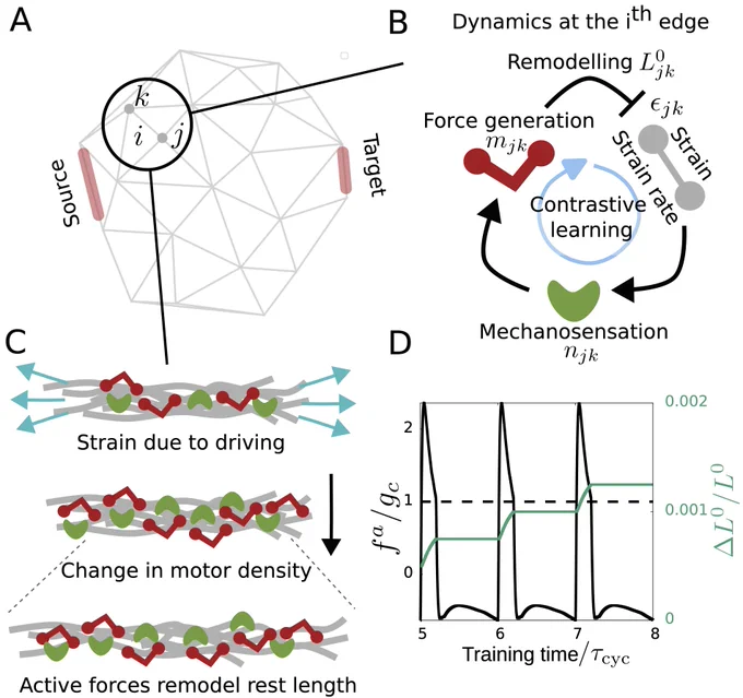 The top left image shows a disordered spring network of nodes connected by edges. Source and target edges are colored red, and dots labeled k, i, and j are circled. To the right an illustration shows the molecular mechanism of learning, with the dynamic coupling between network elasticity and agents mimicking molecular motors and mechanosensitive proteins that can bind/unbind from each edge. Below and to the left is an illustration of how driving at the target edge creates local strain and enables an update of the learning degree of freedom, or rest length, at any arbitrary edge of the network via mechanosensation and active force generation. To the right is a depiction of learning dynamics on one edge of the network. The change in the learning degree of freedom at the edge is in response to active forces generated by motor dynamics. The dashed line indicates where the active force reaches the threshold active force value above which rest length changes according to the learning rule.