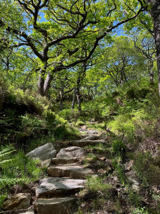 Stone steps lead up into a rainforest woodland. The trees are in leaf and the sky above is blue. Ferns and grasses cover the forest floor. 