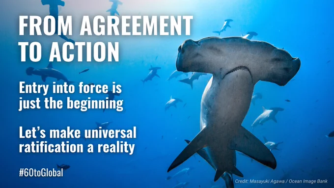 Promotional banner titled 'From Agreement to Action' features an underwater view of a shark swimming among smaller fish with a text overlay advocating for global ratification, credited to Masayuki Agawa/Ocean Image Bank.