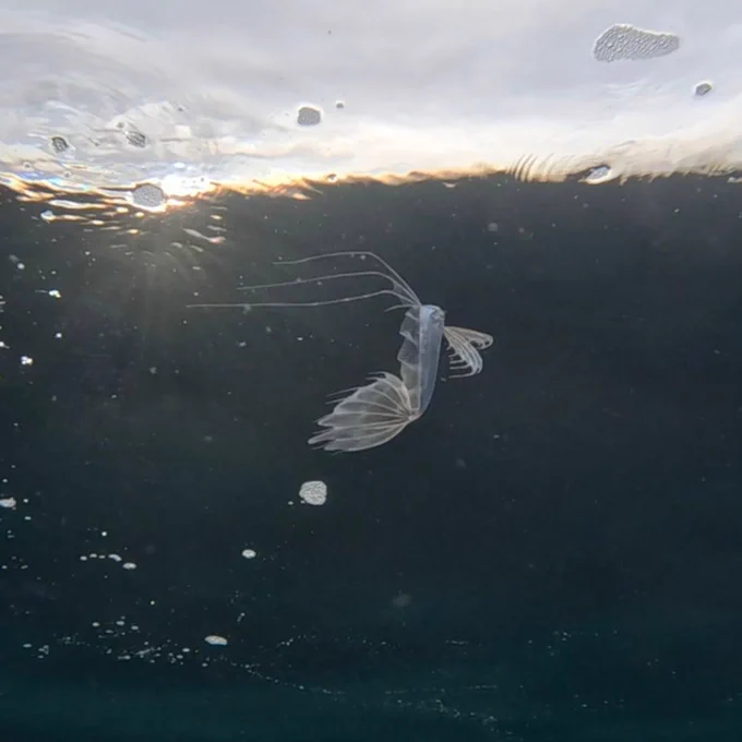 A silvery, long fish with a translucent dorsal fin and tail fin floats vertically at the surface of the ocean.