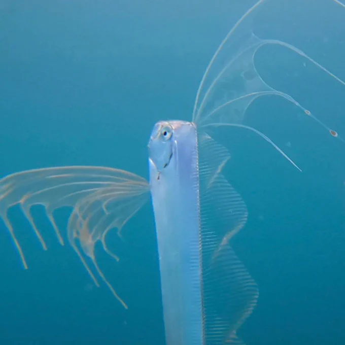 A silvery, long fish with a translucent dorsal fin and tail fin floats vertically at the surface of the ocean.