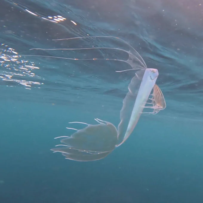 A silvery, long fish with a translucent dorsal fin and tail fin floats vertically at the surface of the ocean.