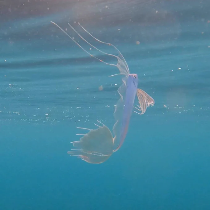 A silvery, long fish with a translucent dorsal fin and tail fin floats vertically at the surface of the ocean.