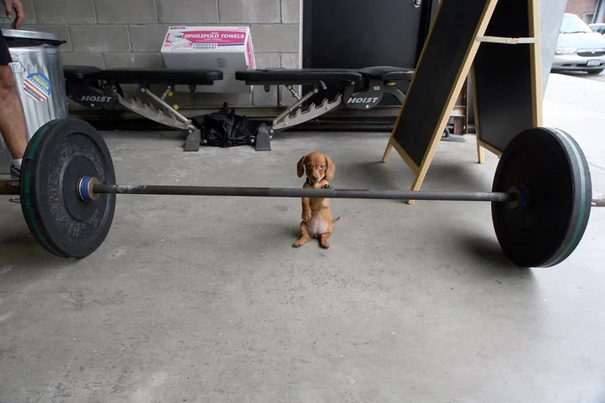 a little brown dachshund puppy sits on her tuchus on the concrete floor of a gym, back paws splayed out and pink puppy belly on proud display. a loaded barbell is sitting on the floor in front of her, and she’s resting one front paw on the bar. she’s giving the camera a look that screams “are you kidding me right now,” which is extremely relatable.