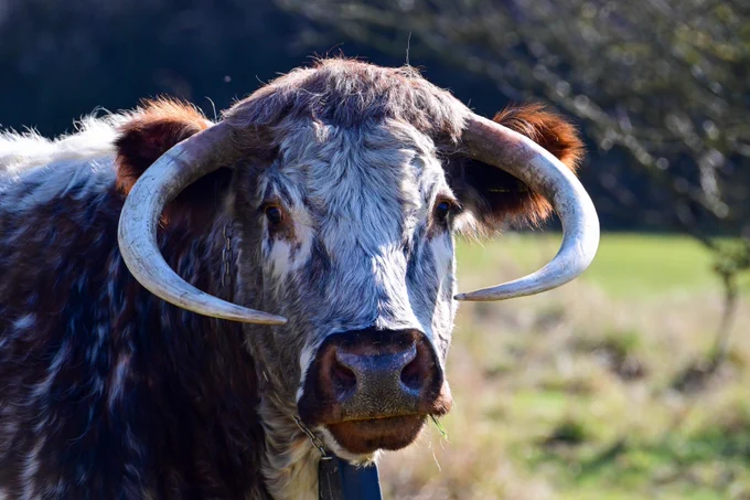 English longhorn cow with a mottled brown and white coat stands in facing the camera chewing grass. Its large, curved horns are prominent.

📷by Mike Ward