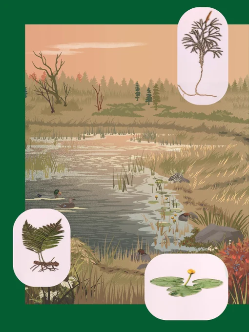Illustration d'une scène sereine de zone humide avec des canards dans un étang, entourée de hautes herbes et d'arbres clairsemés, avec un doux coucher de soleil en arrière-plan. L'image comprend également des encarts de dessins détaillés de plantes.
