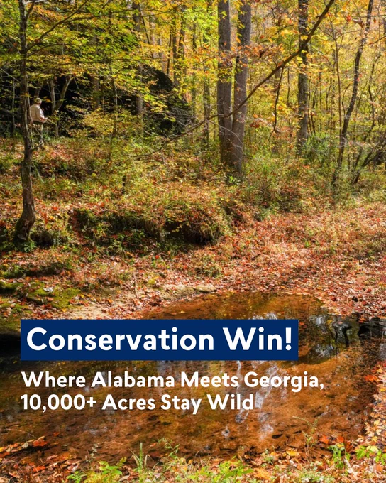 Promotional image highlighting a conservation win where Alabama meets Georgia, ensuring over 10,000 acres remain wild, featuring a serene forest landscape with a small stream and autumn leaves.