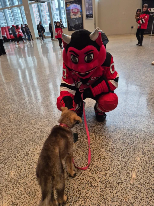 The NJ Devils mascot bends down and allows a German shepherd Seeing Eye puppy to smell his outstretched hand.