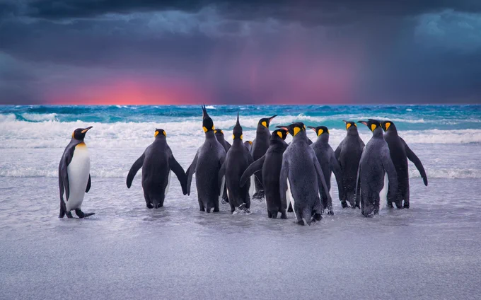 {Source: @maathorubhagan} World Penguin Day 🐧🐧🐧