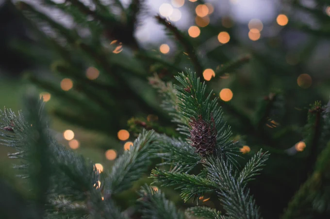 Christmas tree close up with lights