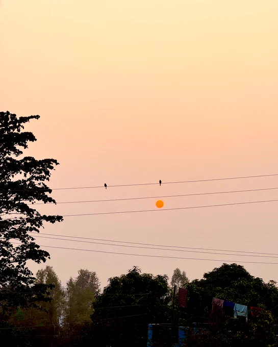 Faint orange winter sun setting behind hazy trees in Haldwani, with two small birds perched on power lines over a leafy neighbourhood.