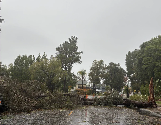 LA City public works crews respond to downed tree blocking the width of the street.