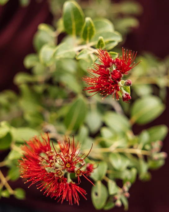 Close-up view of vibrant red Ohi'a flowers in bloom, with green leaves in the background.