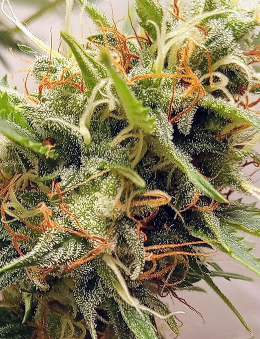Eine Cannabis Blüte in Nahaufnahme 