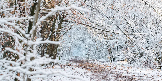 Forest of Dean woodland path in the snow