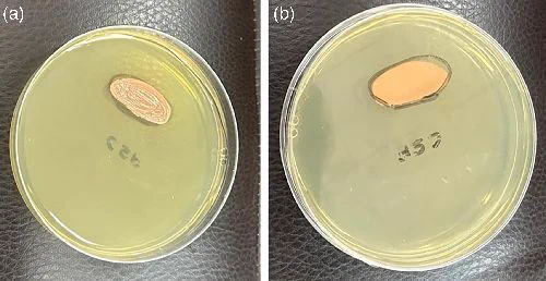 Two petri dishes each containing growth on SDA plate after 4 days of aerobic incubation at 37 °C (Reverse and obverse) on a yellowish agar medium.