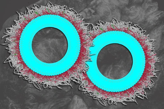 A nanoparticle designed to deliver immune-stimulating molecules to ovarian cancer cells, depicted as two blue circles with red and white string-like edges.