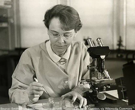 An image of Barbara McClintock in her lab. She is using a pipette and next to her is a microscope.