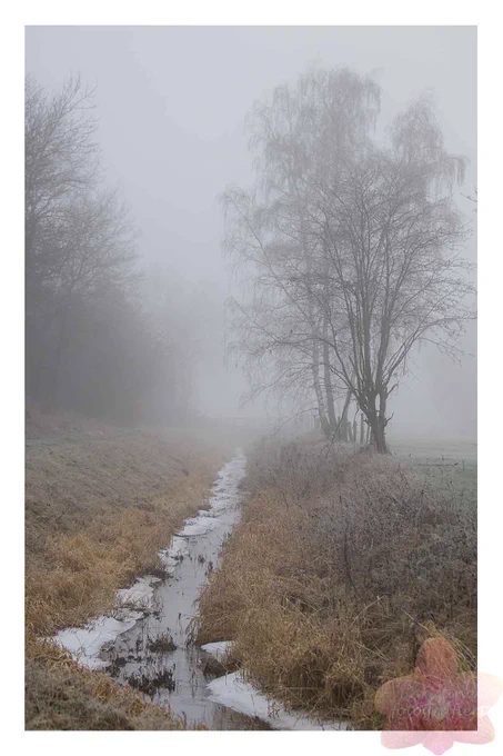 dichter Nebel über einem Bachlauf, der sich in einer kleinen Kurve vom unteren Bildrand bis in die Mitte des Bildes erstreckt. Die Wasser-Ränder sind gefroren. Darüber die Silouette von Bäumen. Gedämpfte Farben, aber keine Schwarz/weiß; keine Sonne zu sehen.