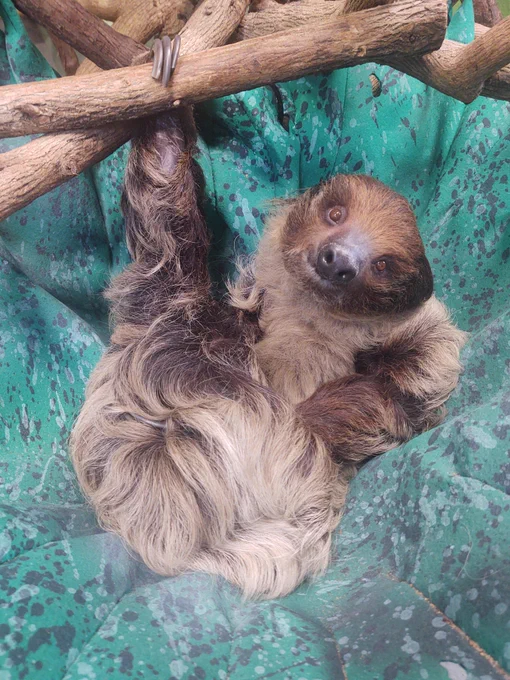 A sloth resting in a hammock