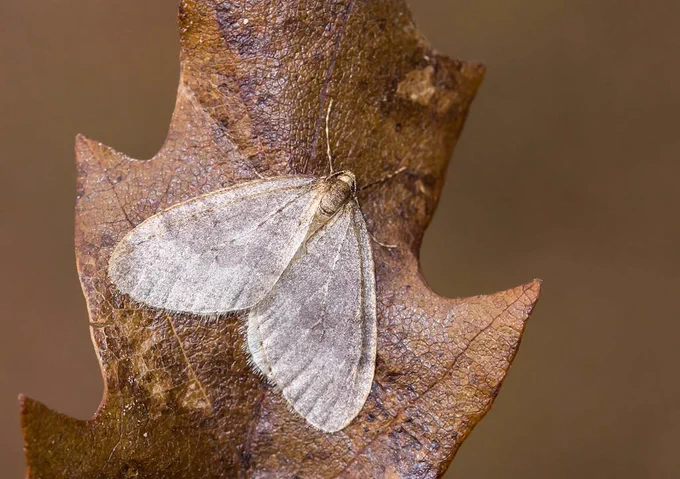 A light brown male Winter moth resting on a brown leaf