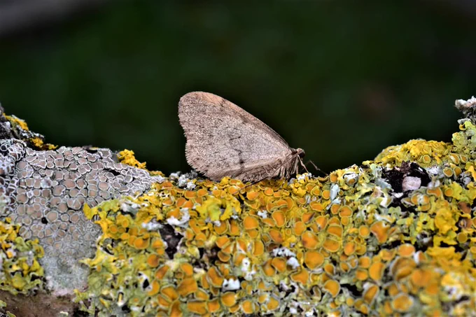 Side view of a male Winter moth resting on a lichen-covered branch with wings raised above its back against a dark background