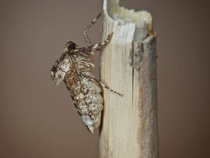 A wingless female Winter moth resting on a broken plant stem