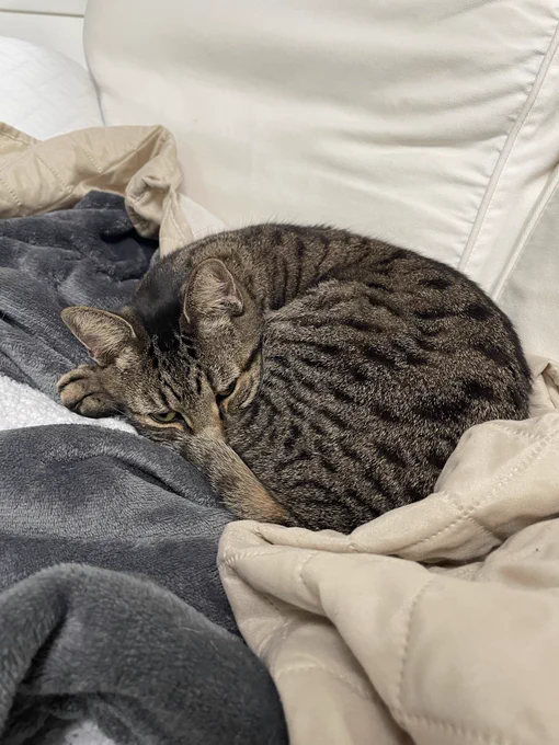 a tabby cat, medium gray with dark gray stripes and hints of light brown, curled up on a white couch with a gray blanket and a beige blanket