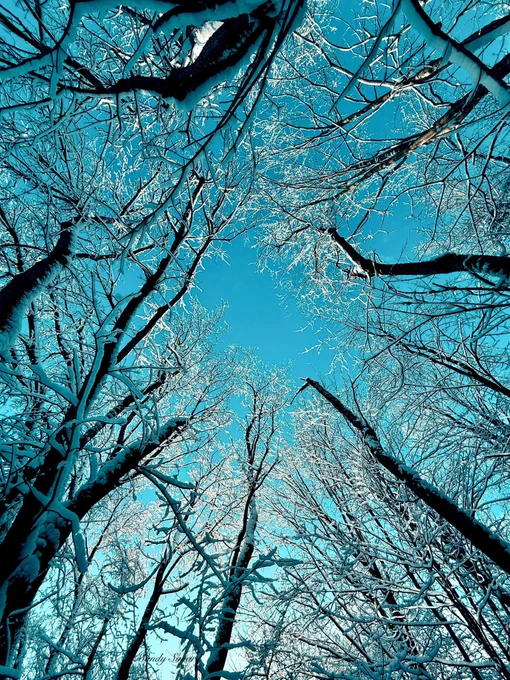 Up angle of trees in the winter