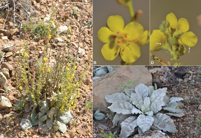 Verbascum sarawaticum