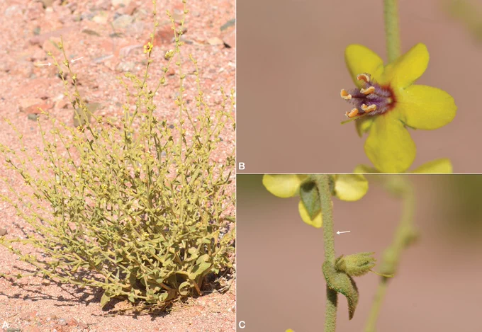 Verbascum eremobium