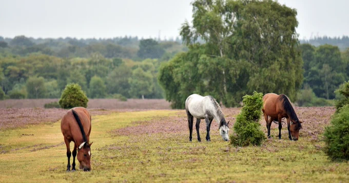 Three ponies grazing in a field covered with purple flowers, with a tree line in the background.