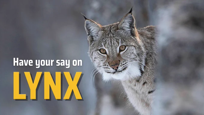 A lynx with piercing eyes and tufted ears is peering around a tree in a snowy forest, looking straight at the camera. Text reads "Have your say on lynx."