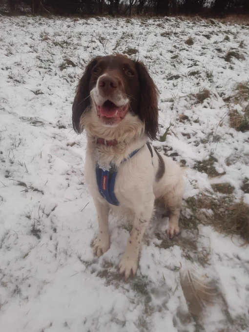 A photo of a dog in the snow.