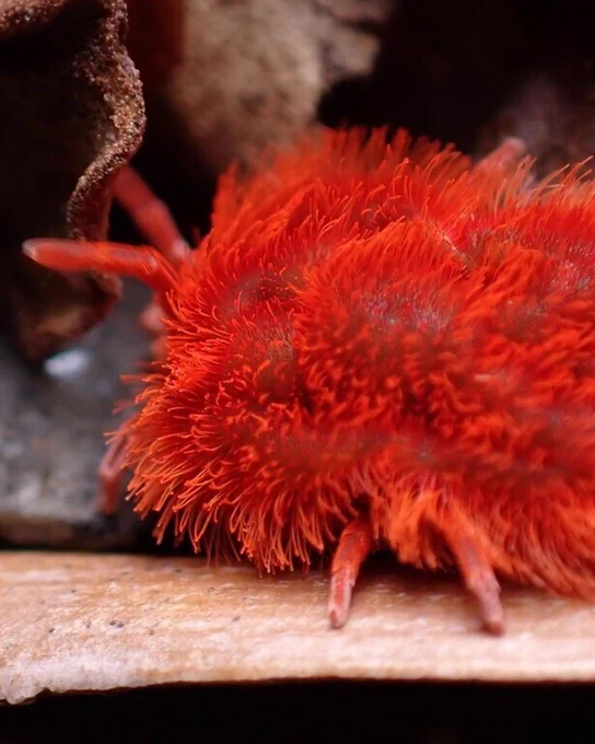 A fuzzy, bright red mite crawls along a log.